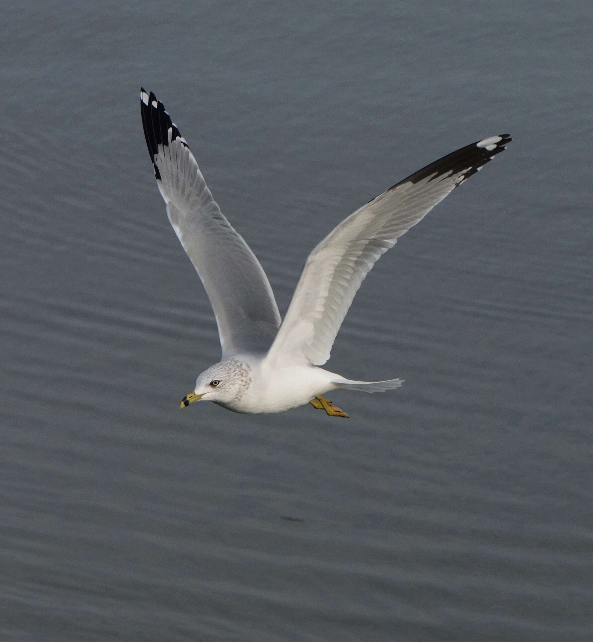 Ring-billed Gull