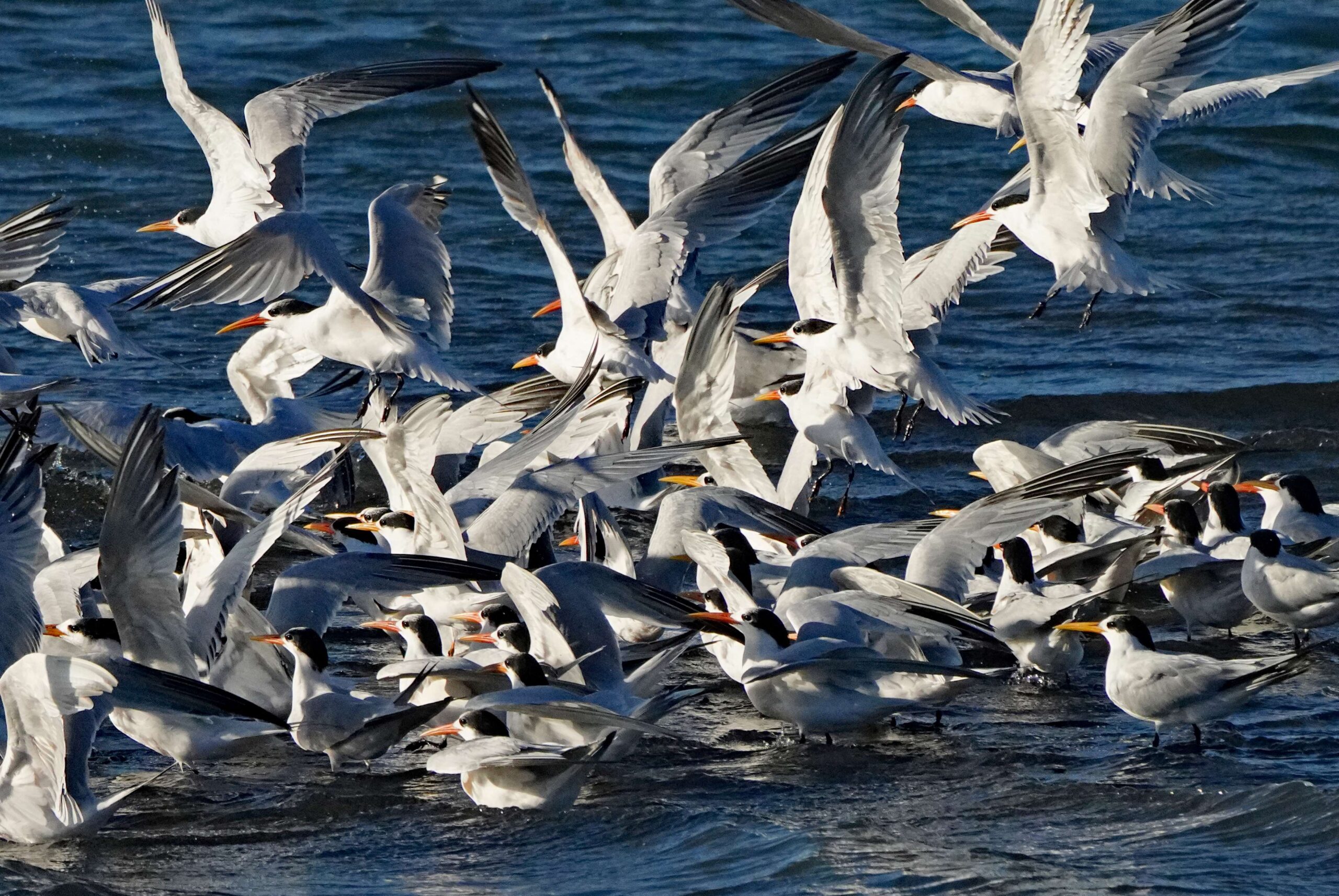 Elegant Terns