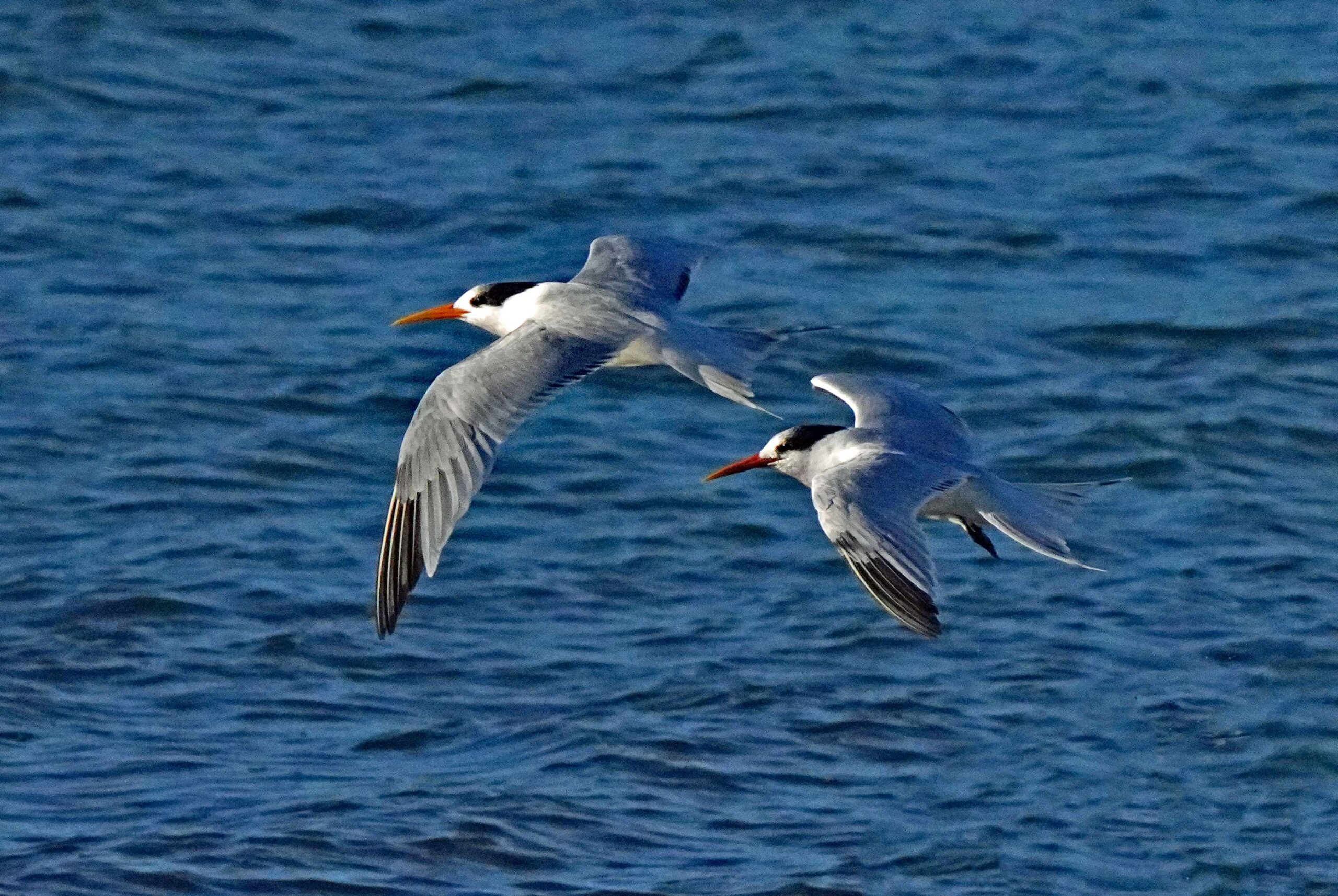 Elegant Terns