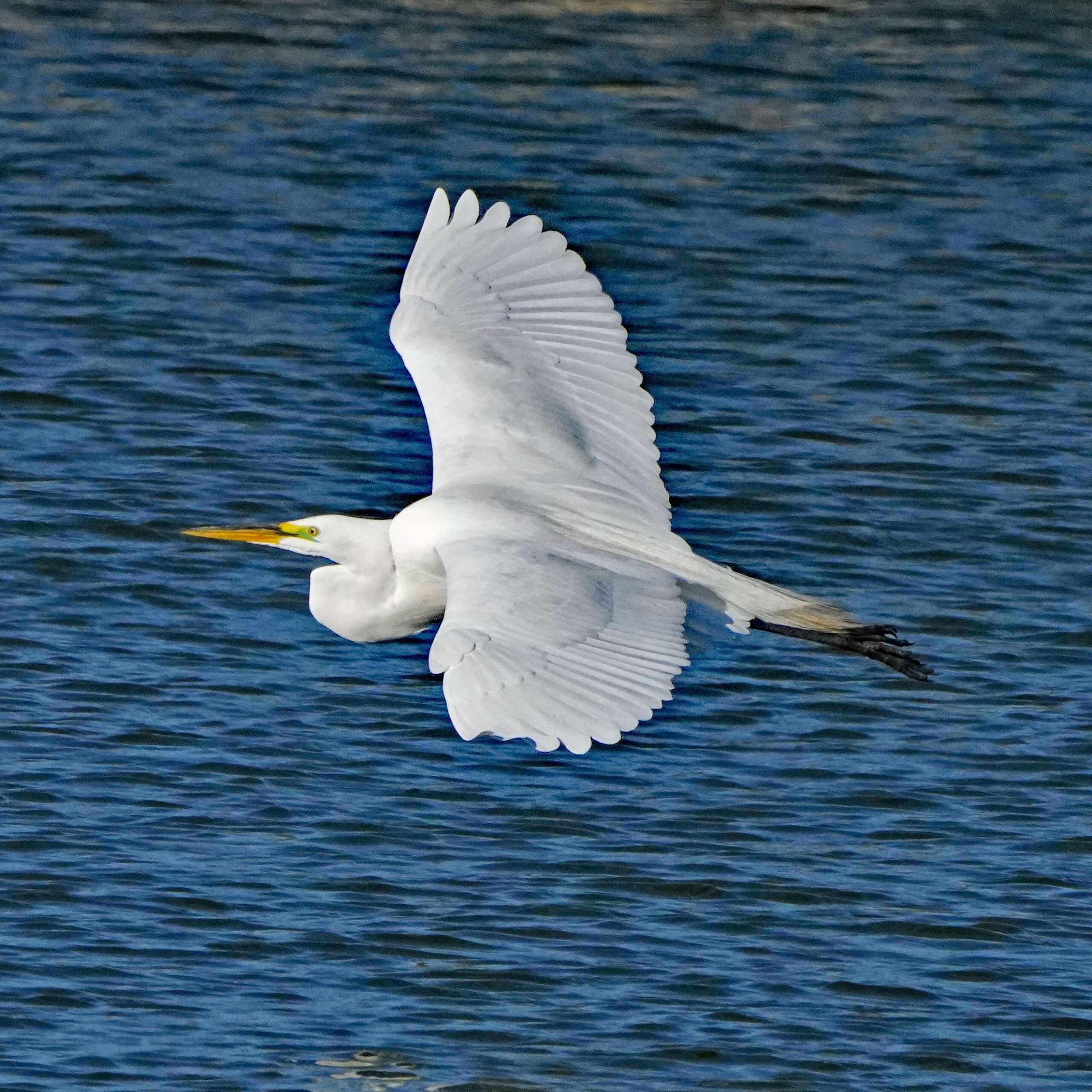 Great Egret