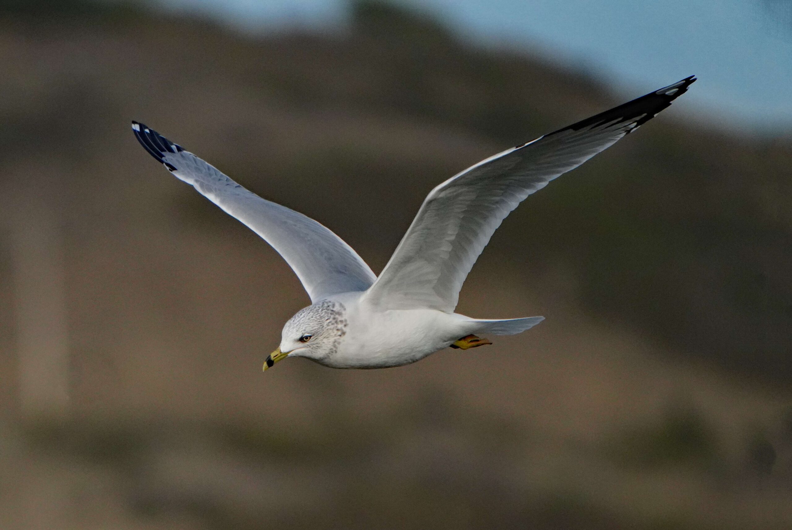 Ring-billed Gull