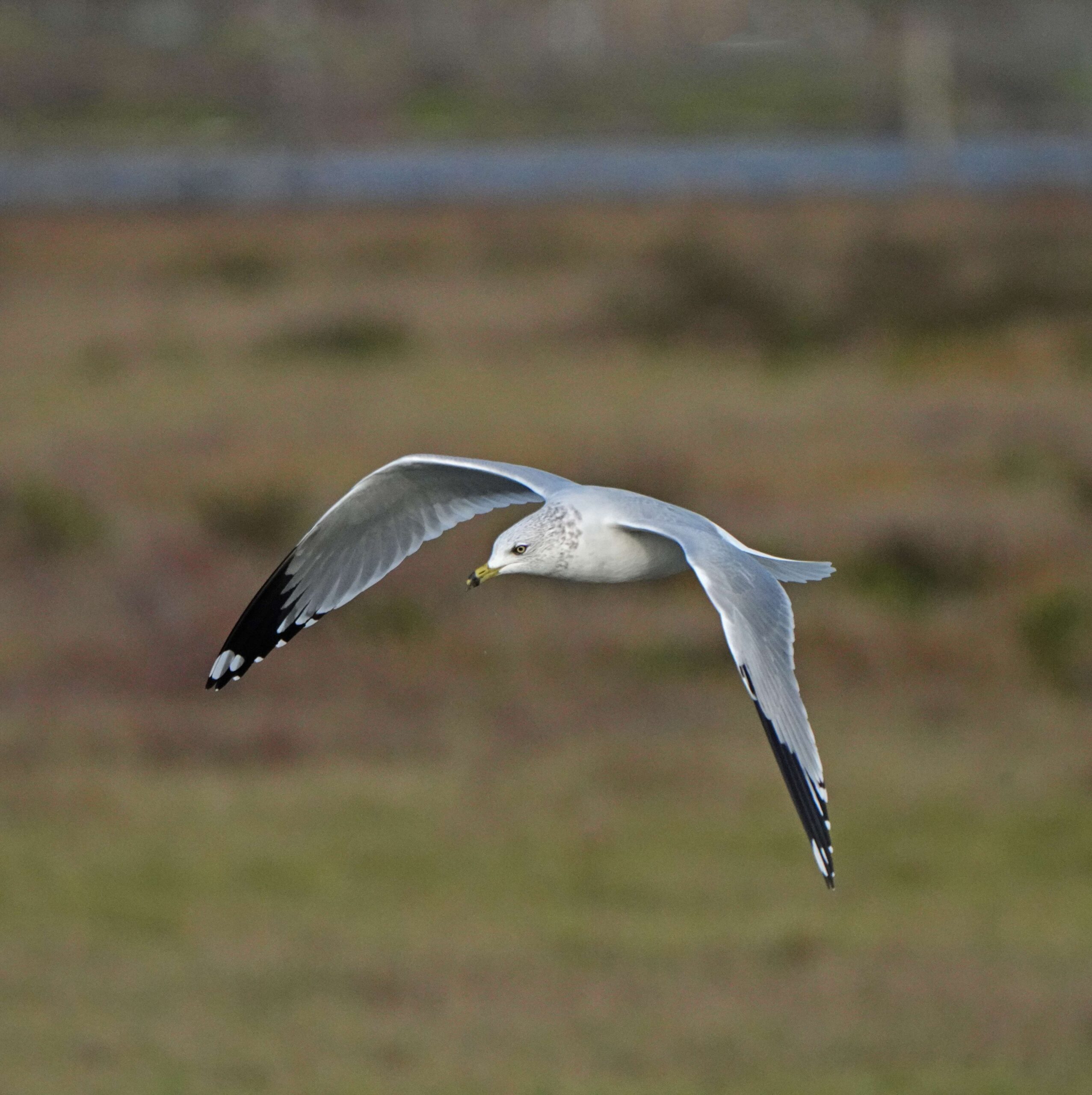 Ring-billed Gull
