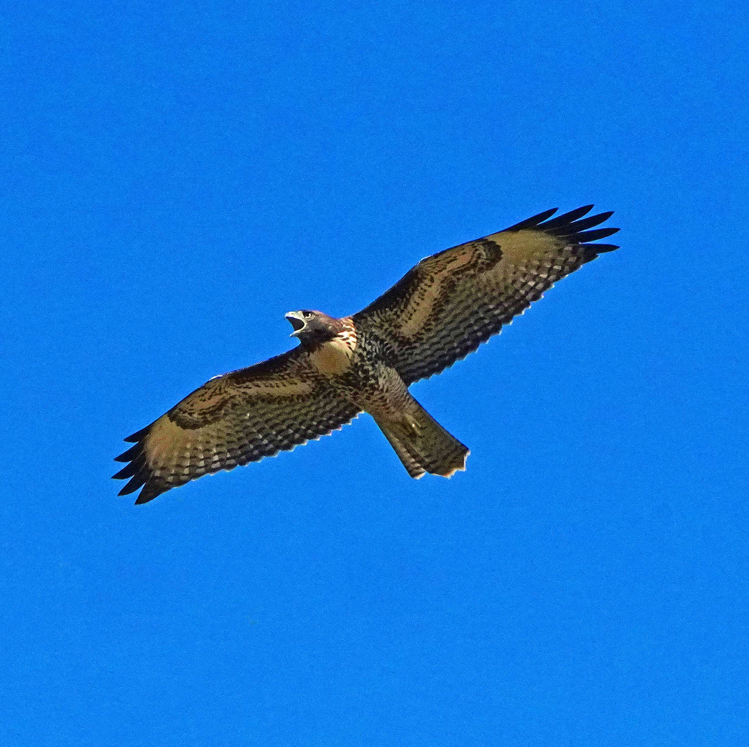 Red-tailed Hawk