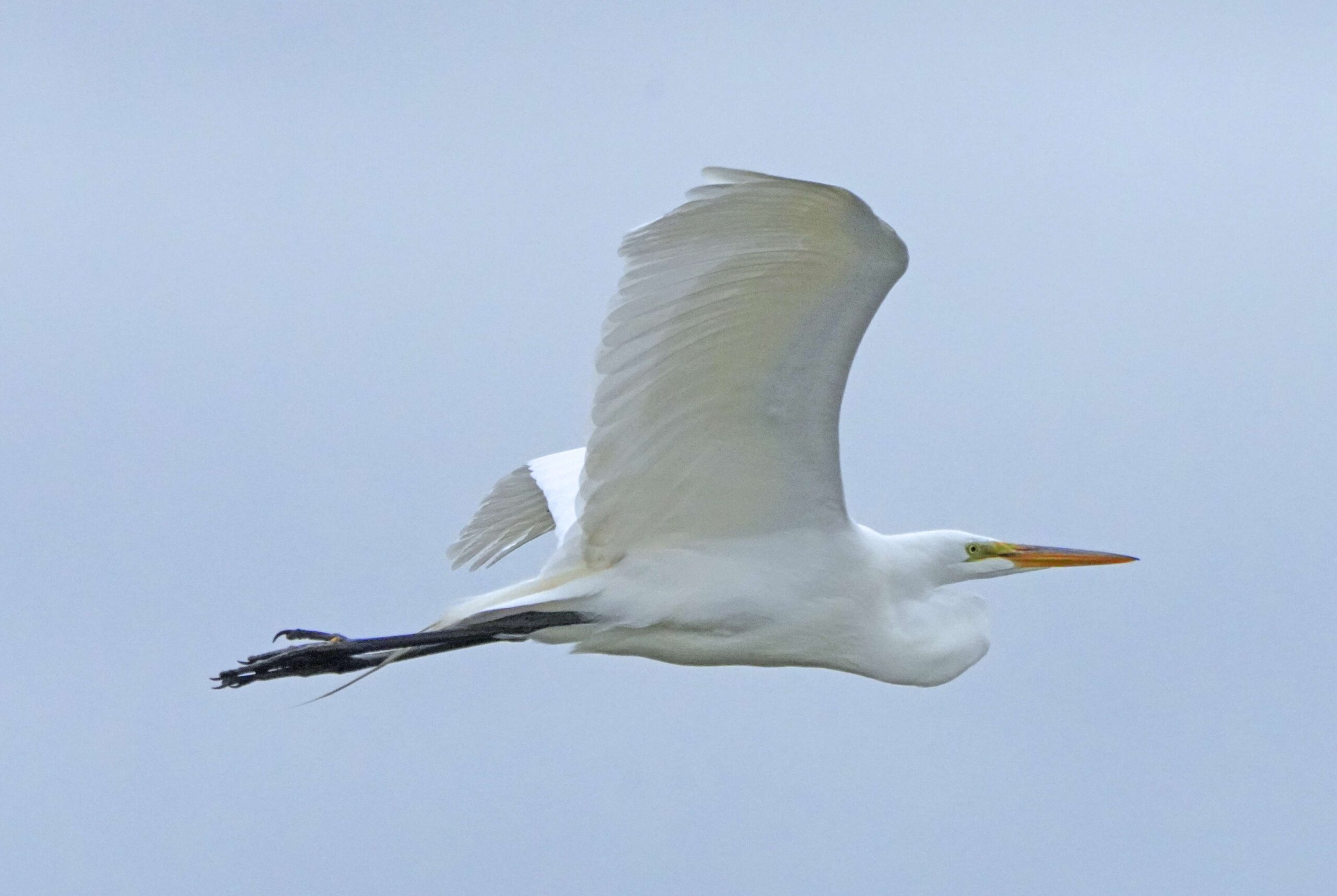 Great Egret