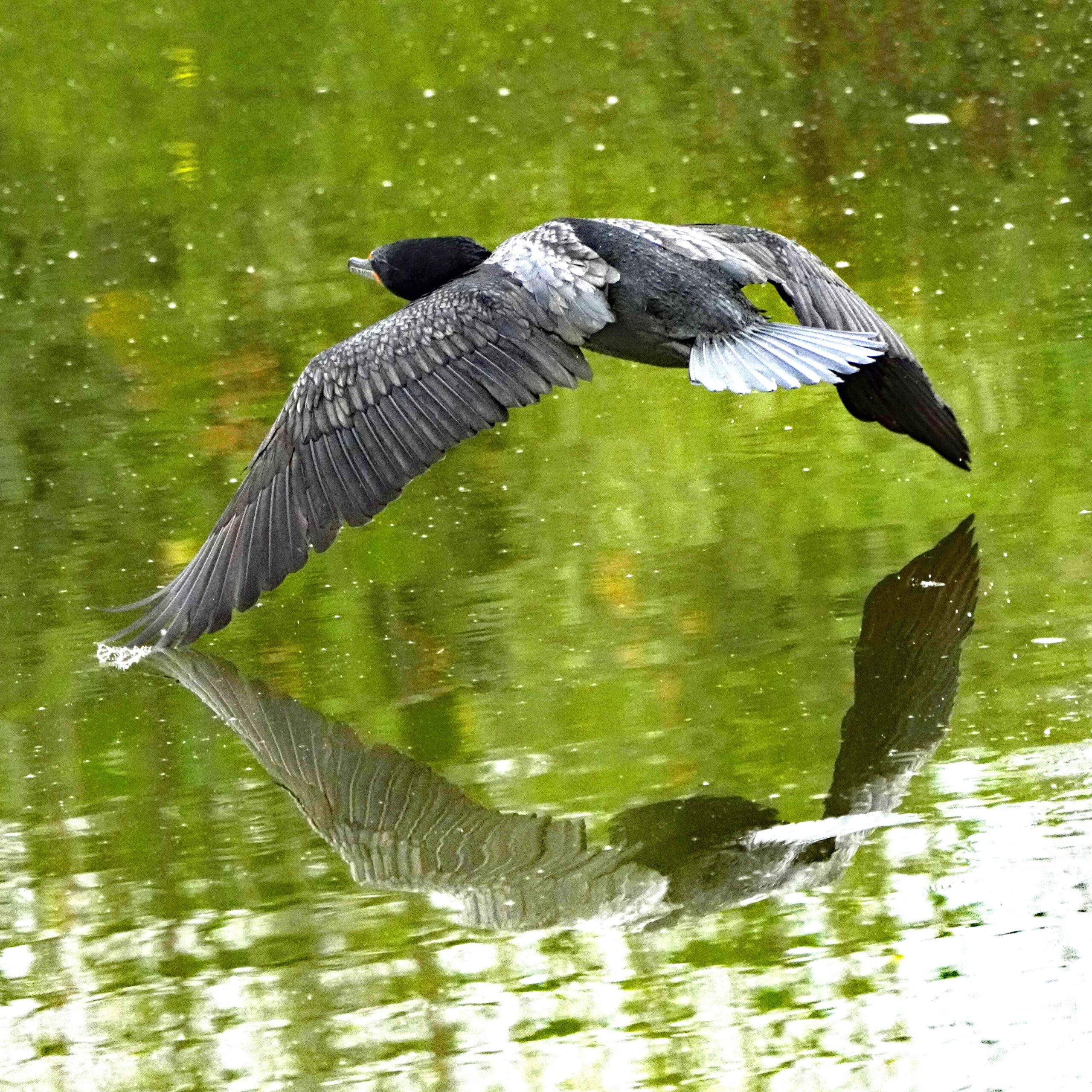 Double-crested Cormorant
