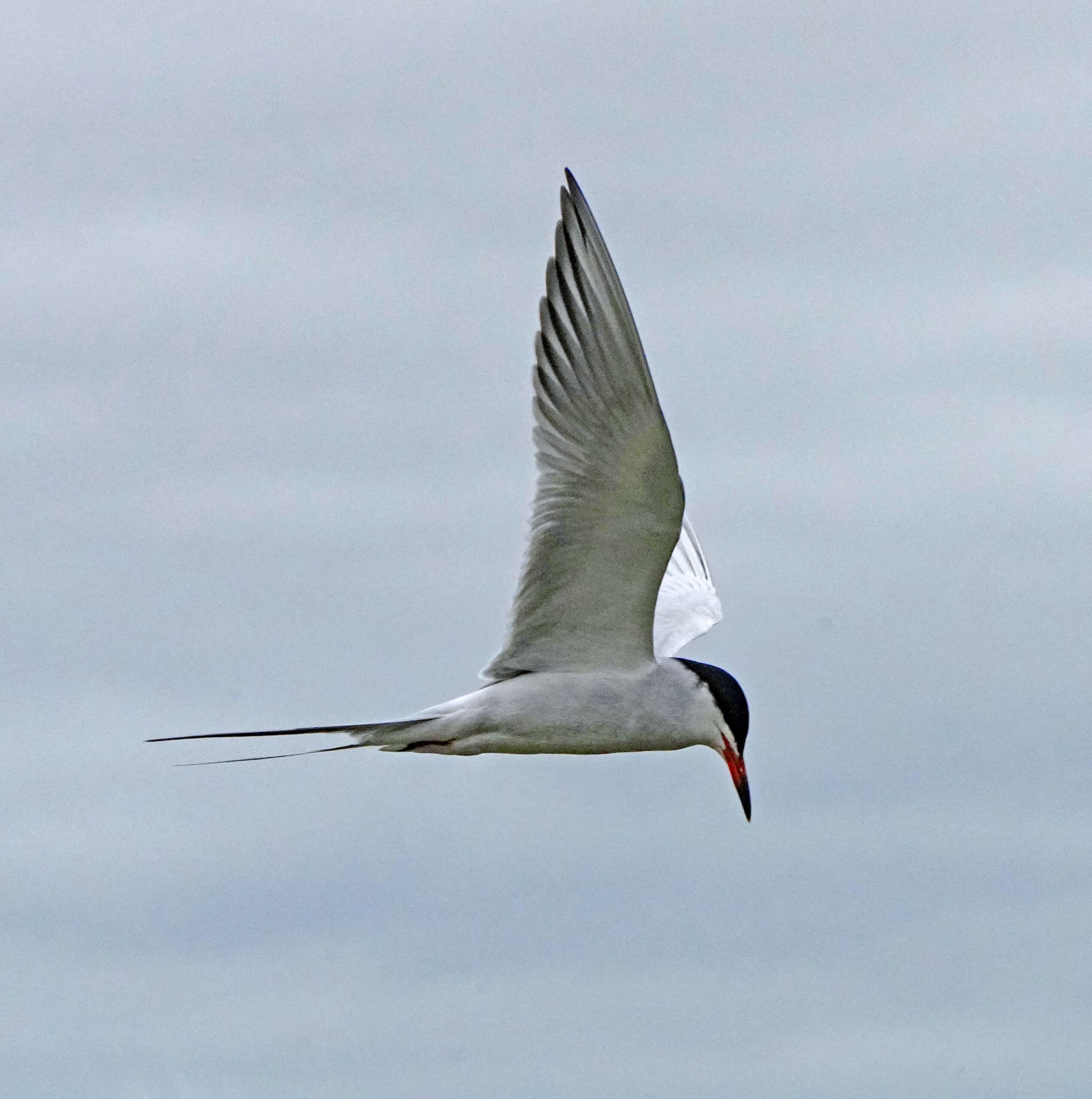 Forster's Tern