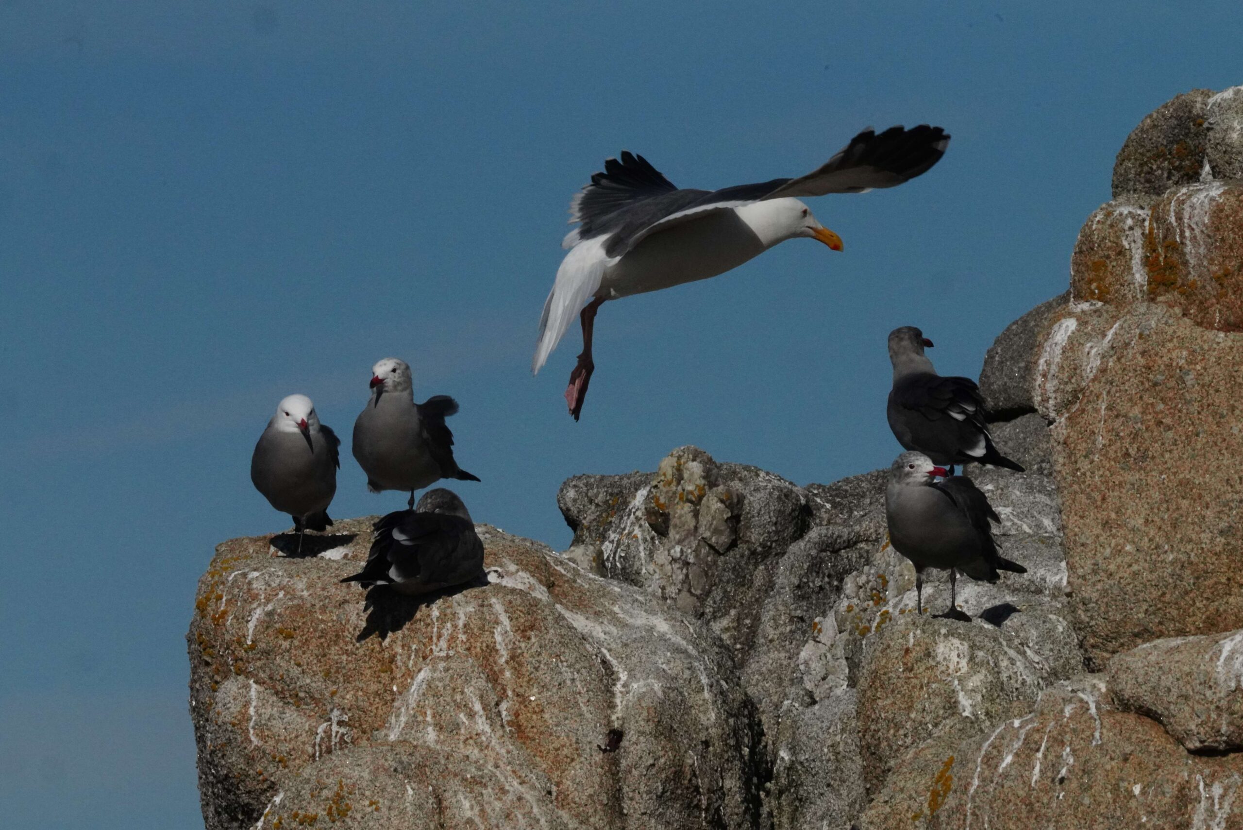 Western and Heermann's Gulls
