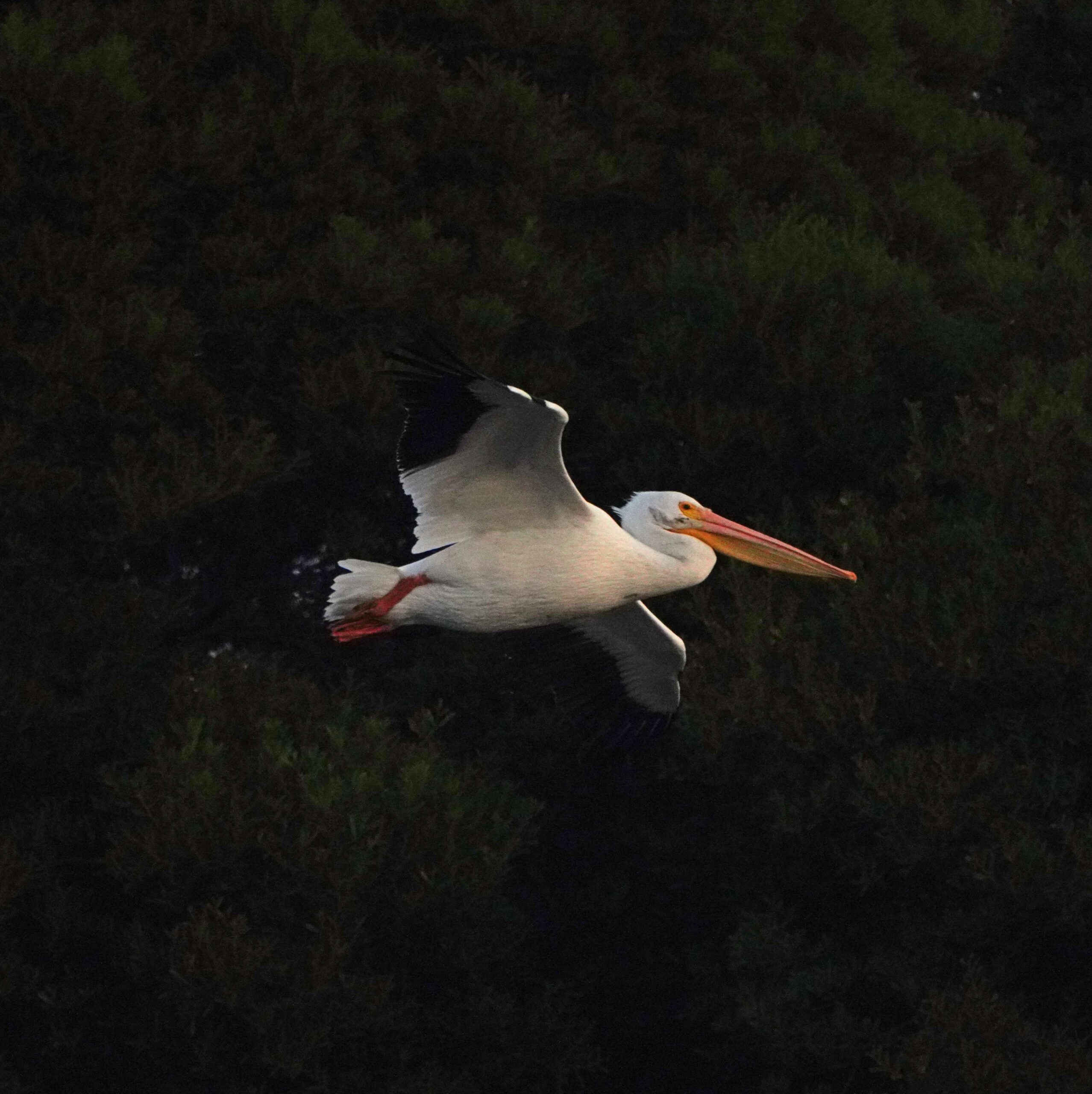 White Pelican