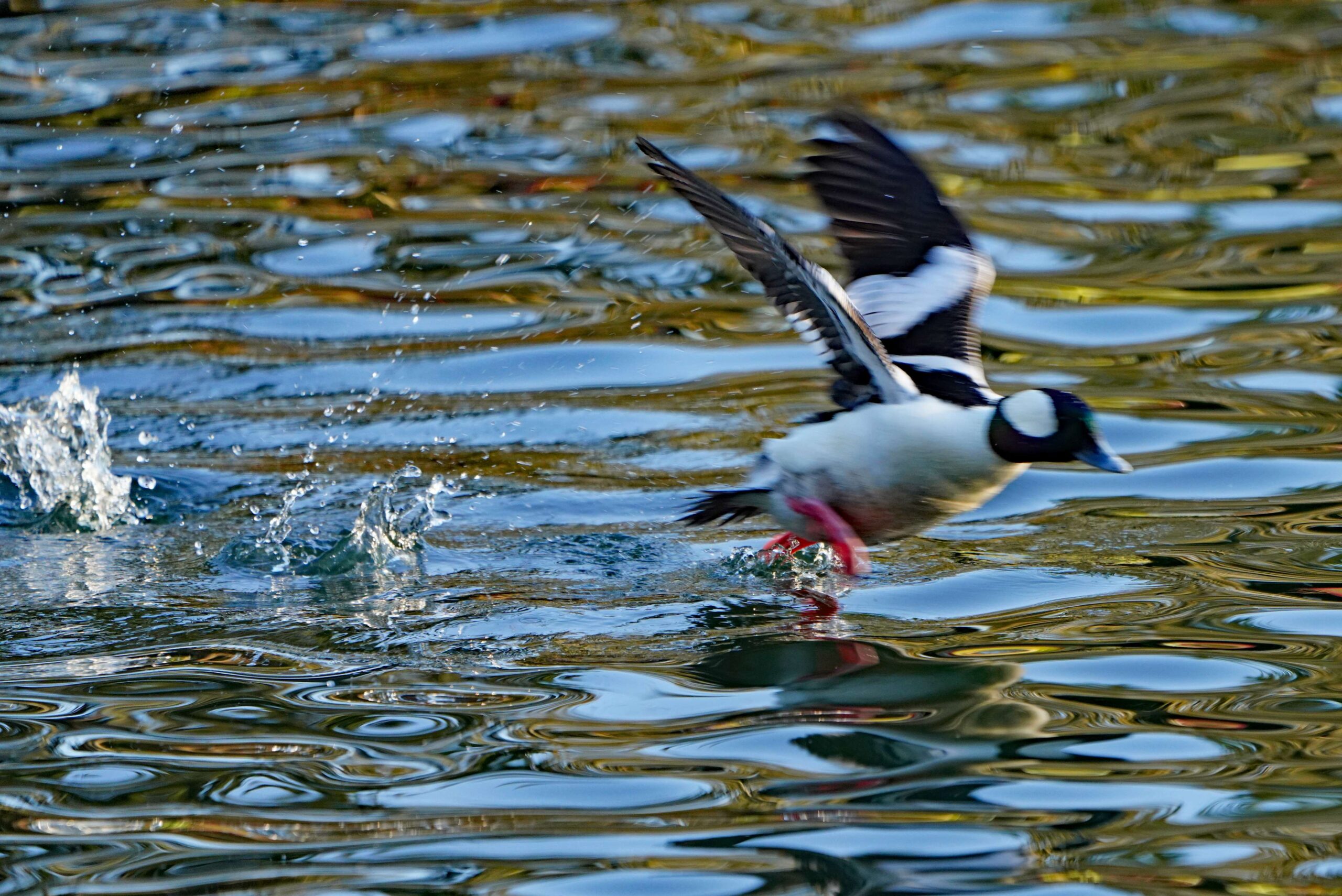 Bufflehead