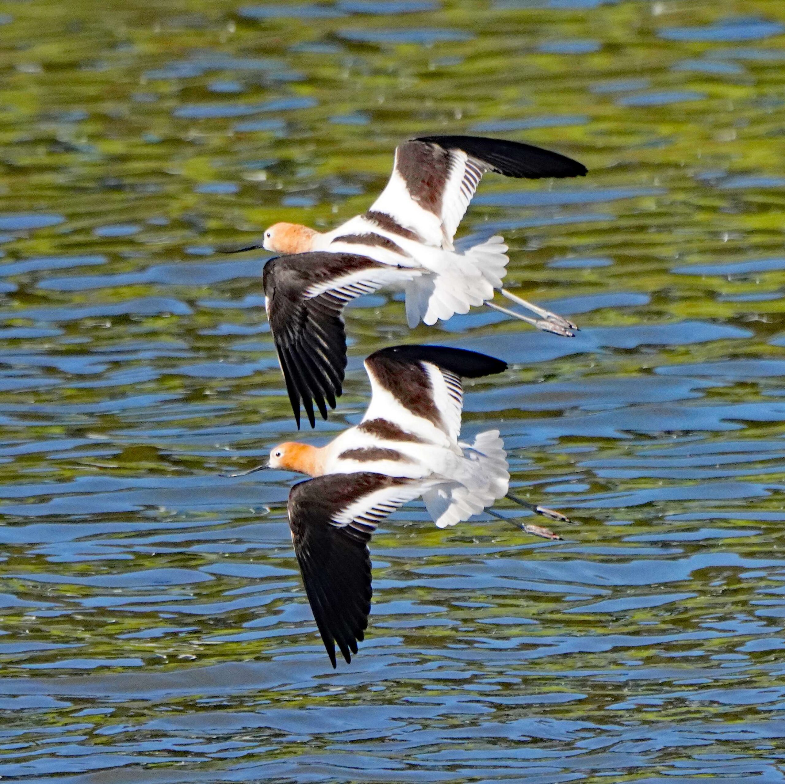 American Avocets
