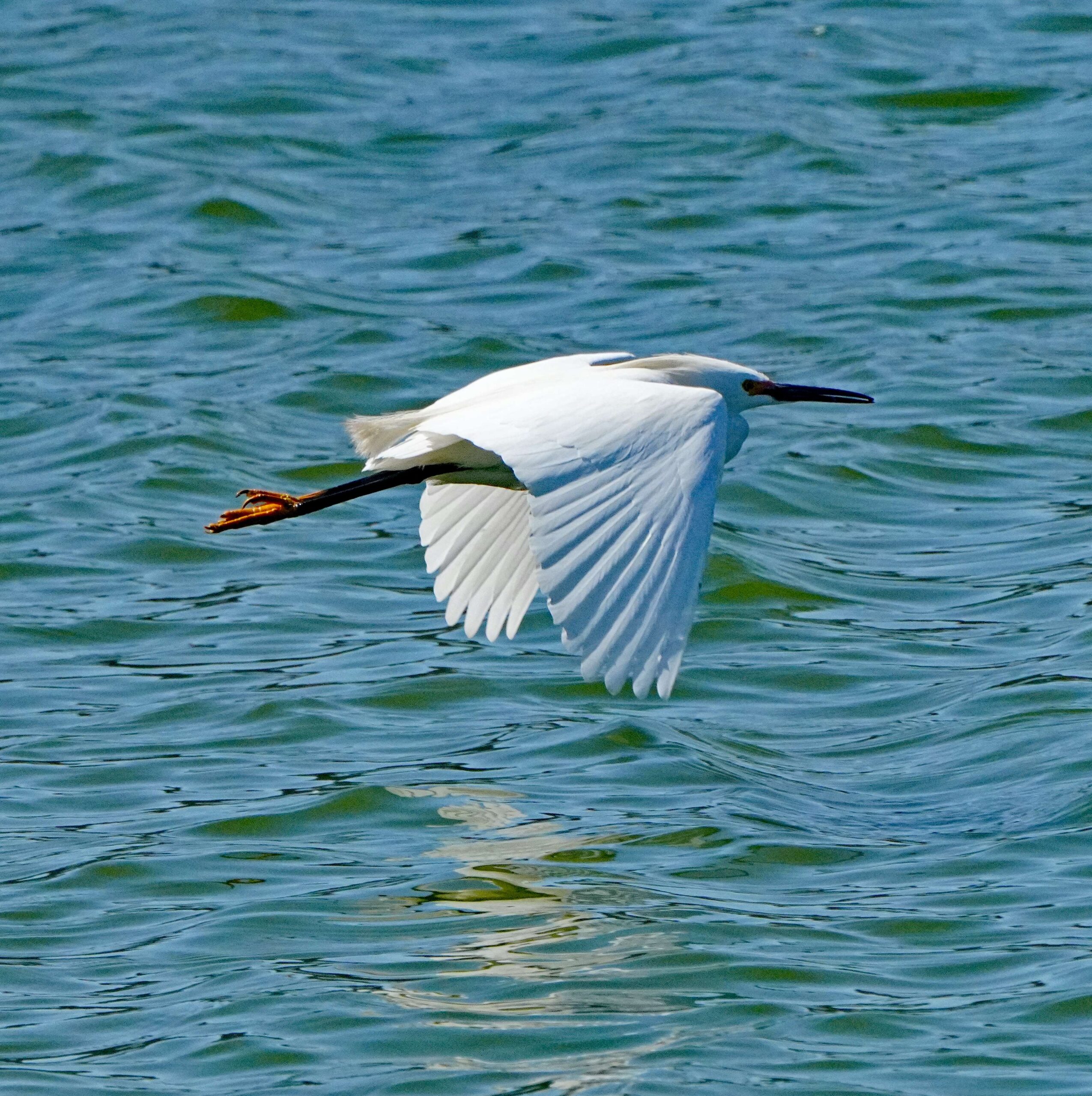 Great Egret