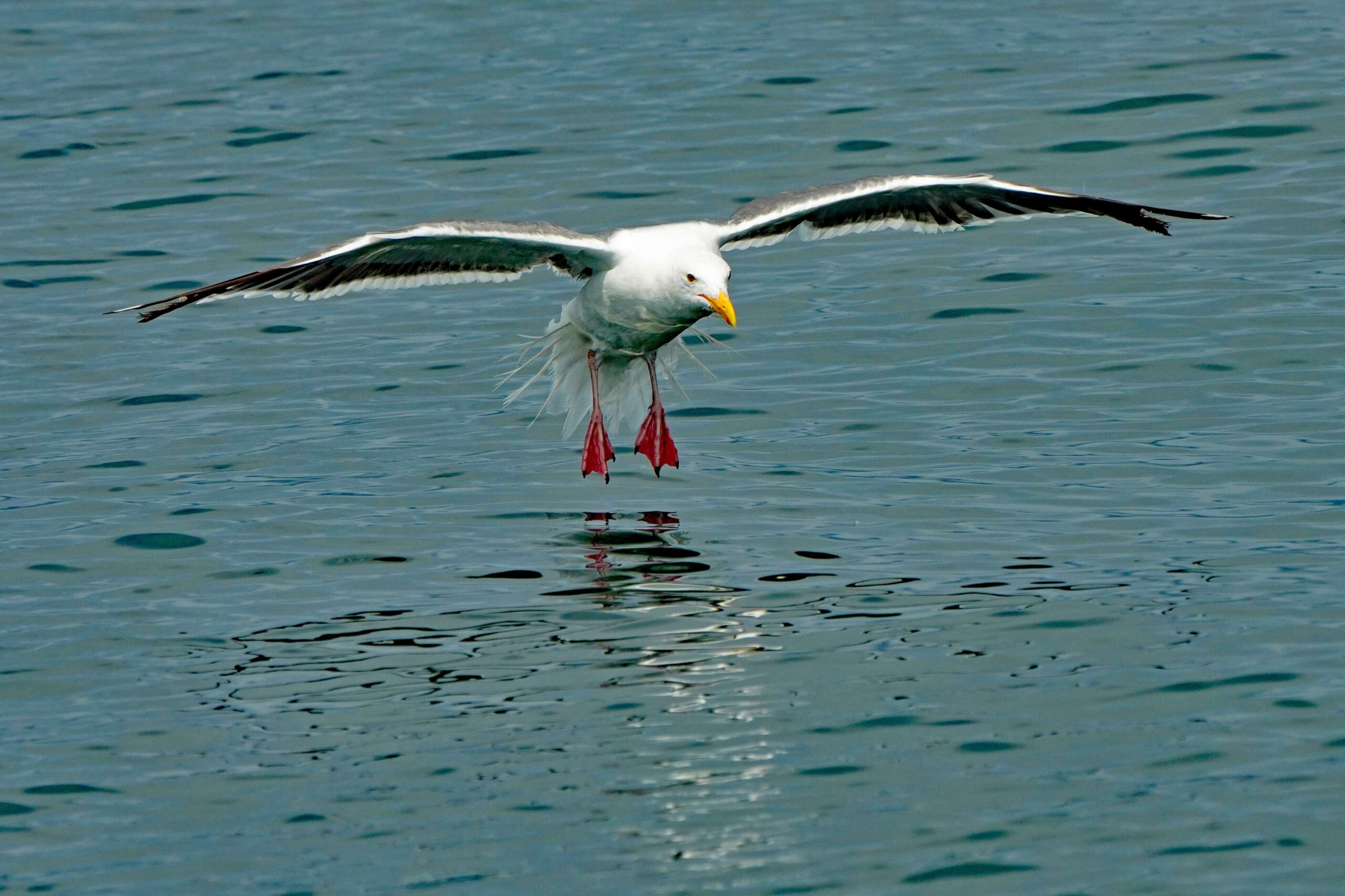 Western Gull