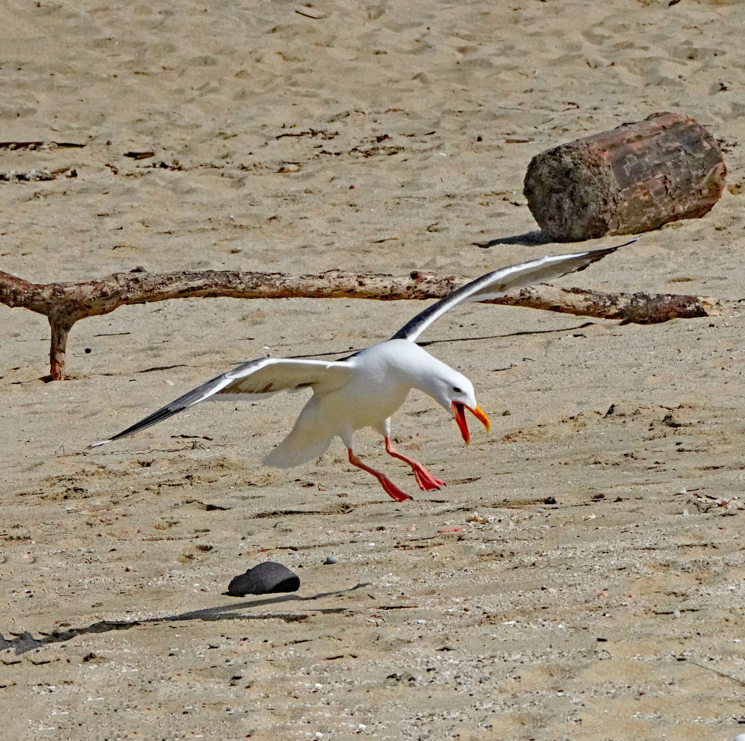 Western Gull