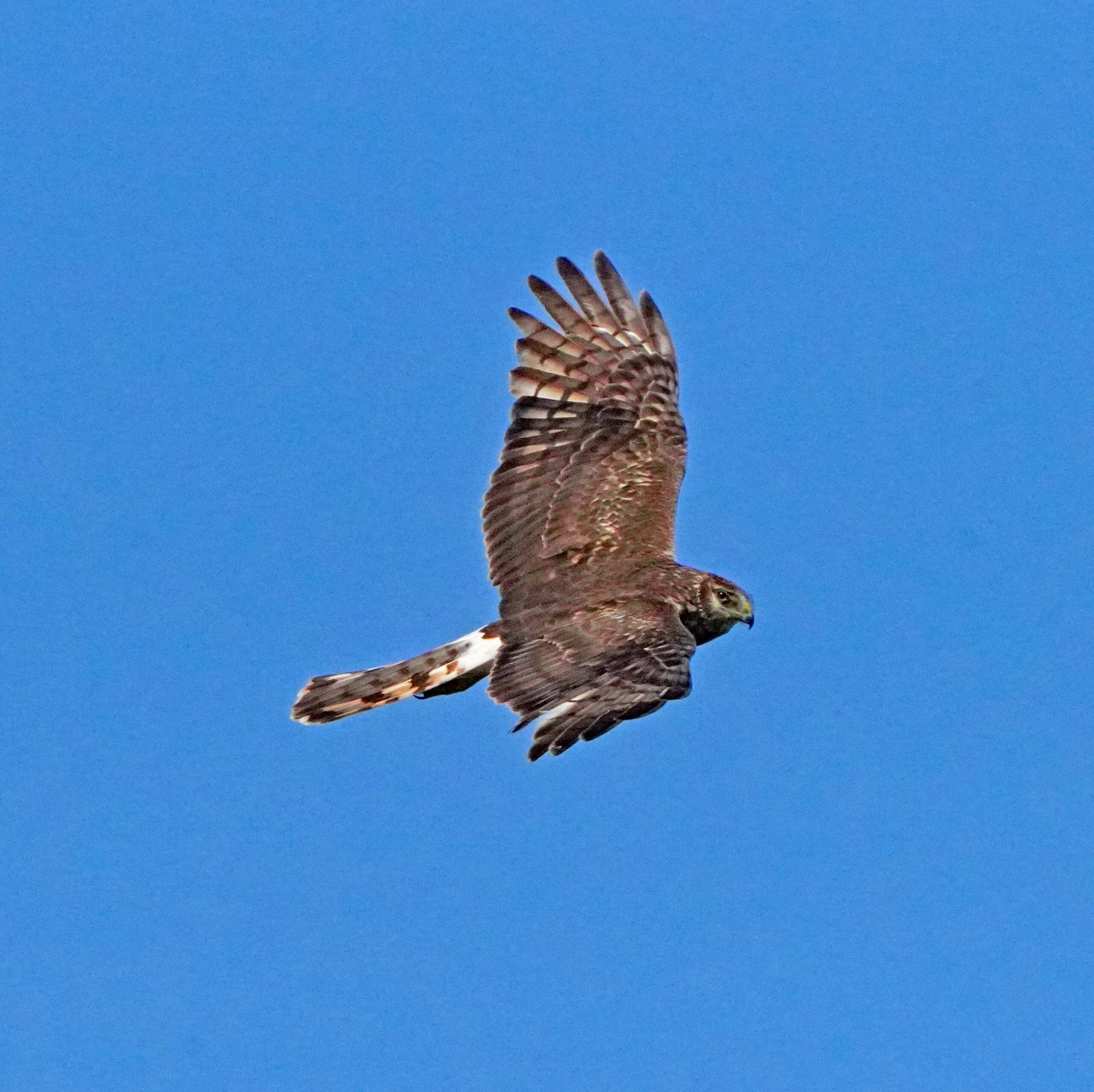 Northern Harrier