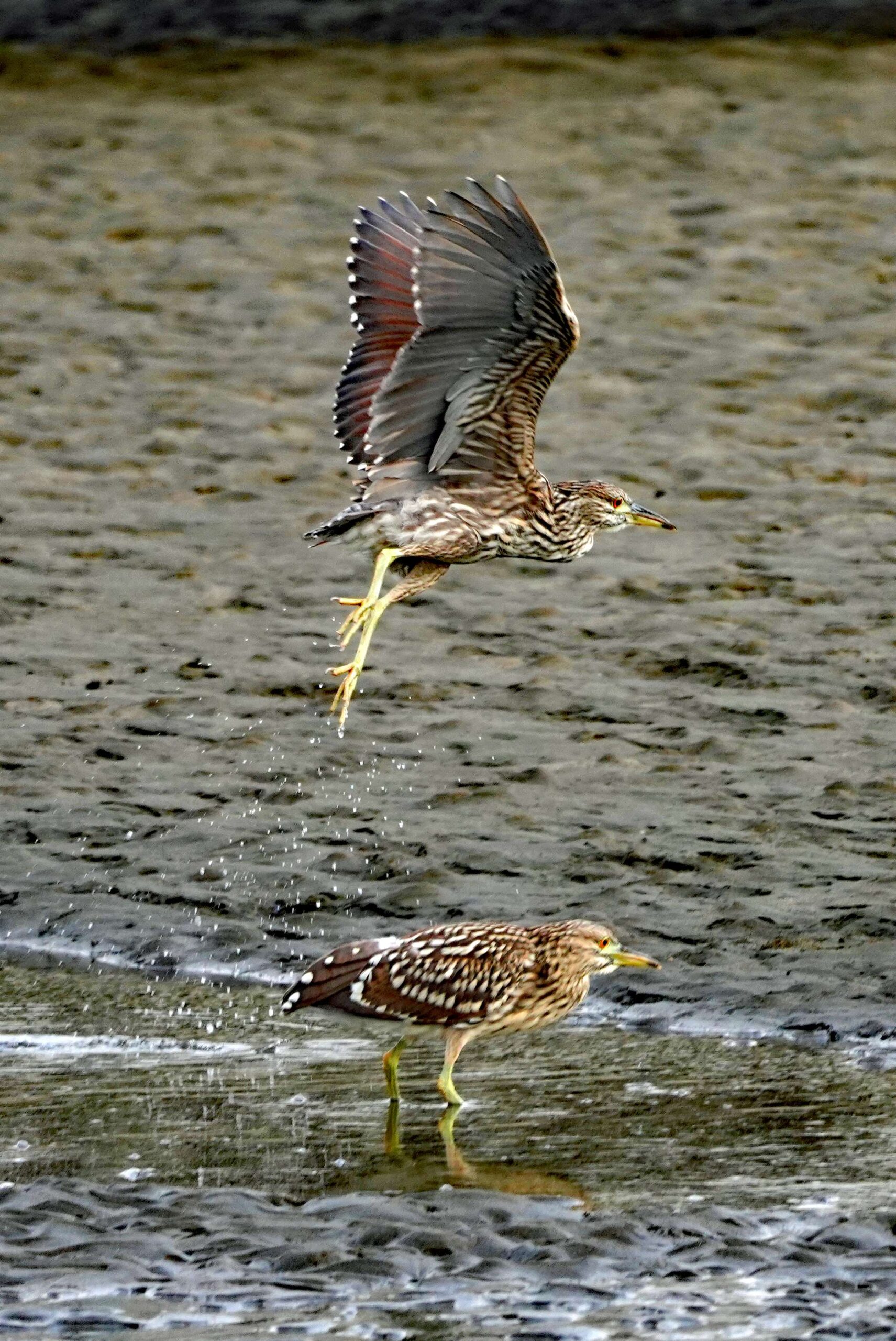 Black-crowned Night Herons (Juveniles)
