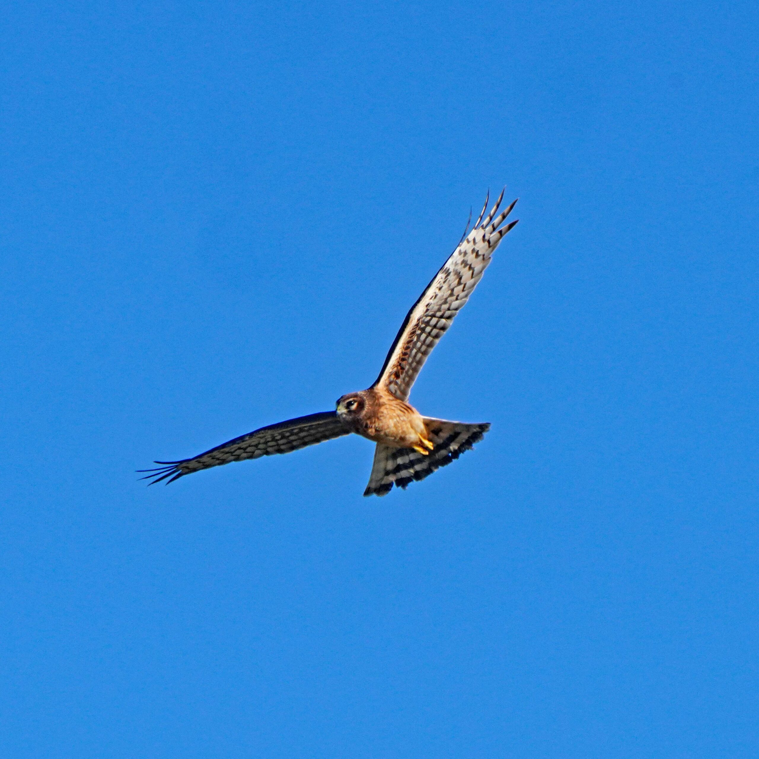 Northern Harrier