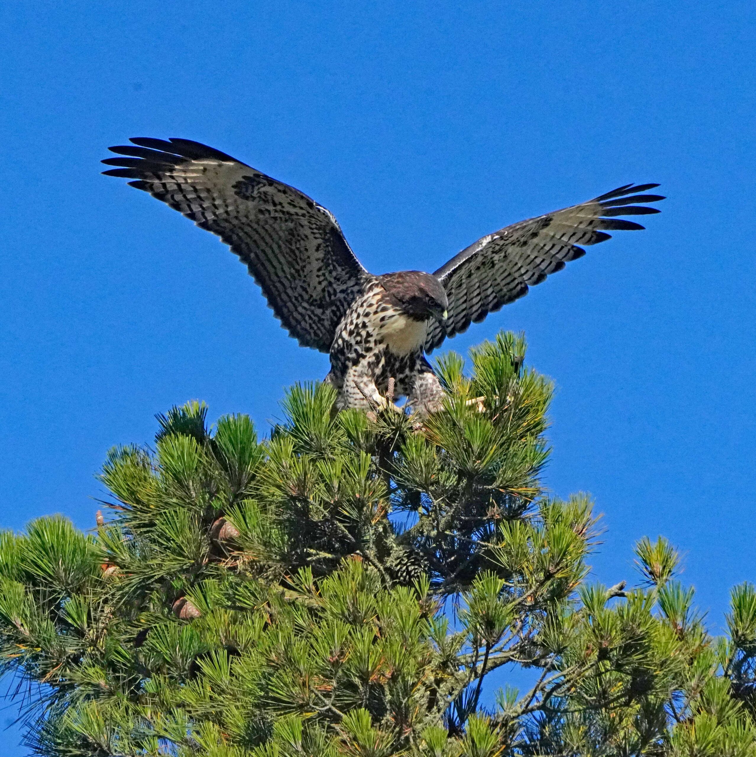 Red-tailed Hawk