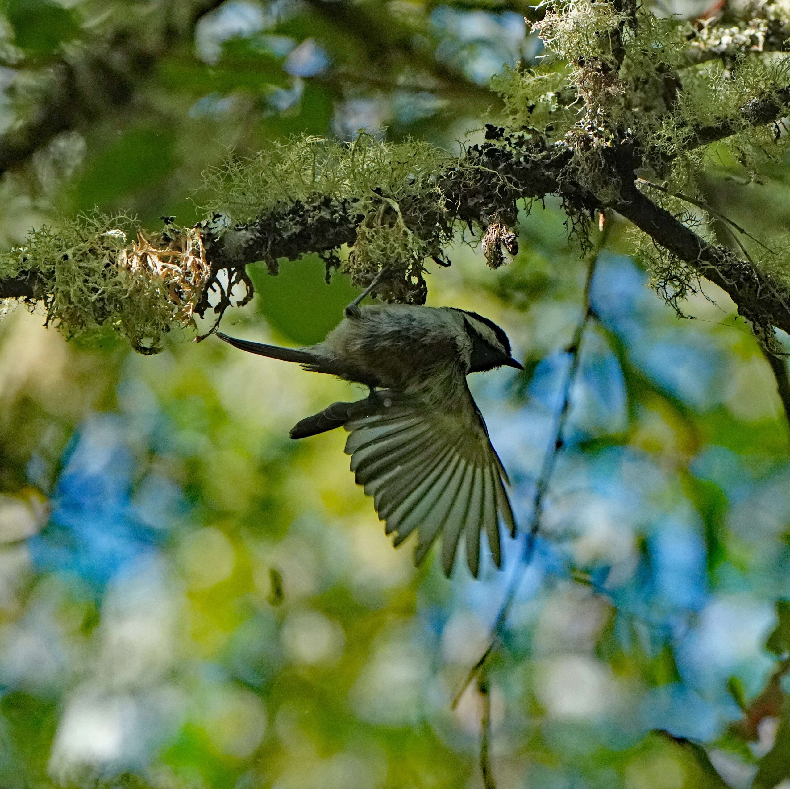 Chestnut-backed Chickadee