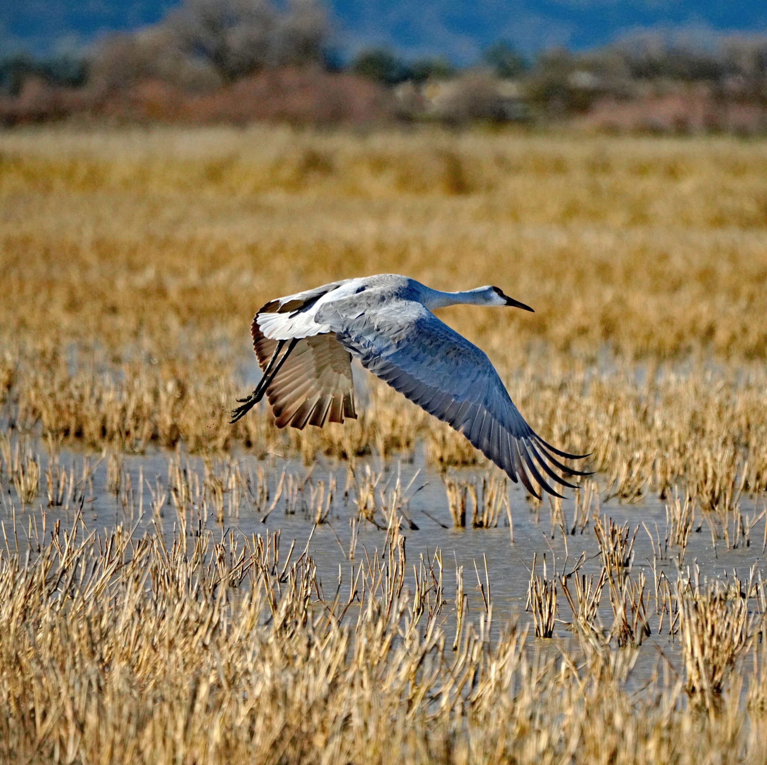 Sandhill Crane