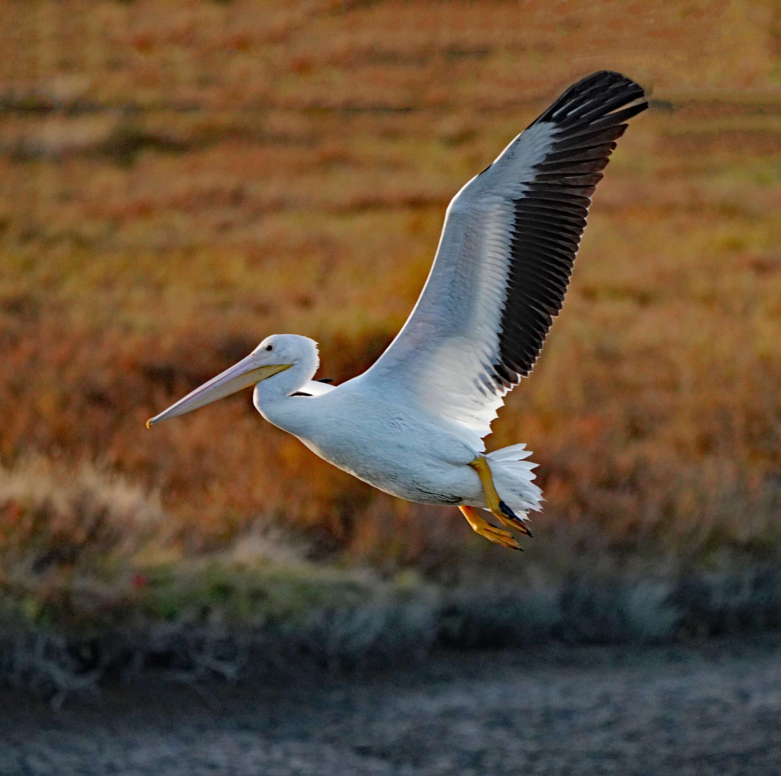 White Pelican