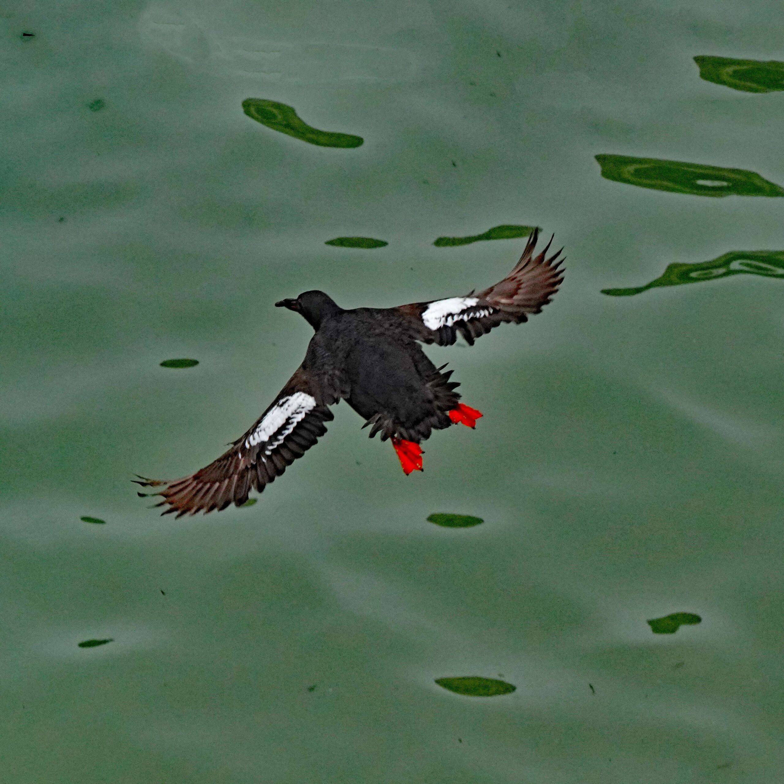 Pigeon Guillemot