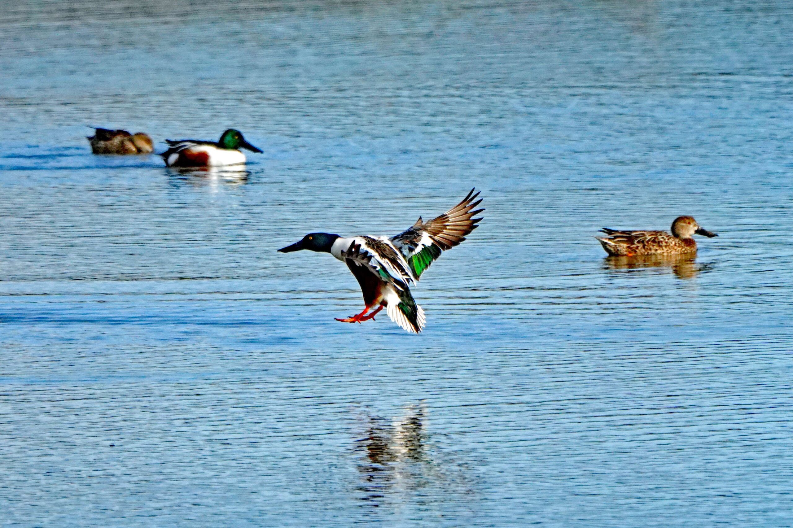 Northern Shoveler