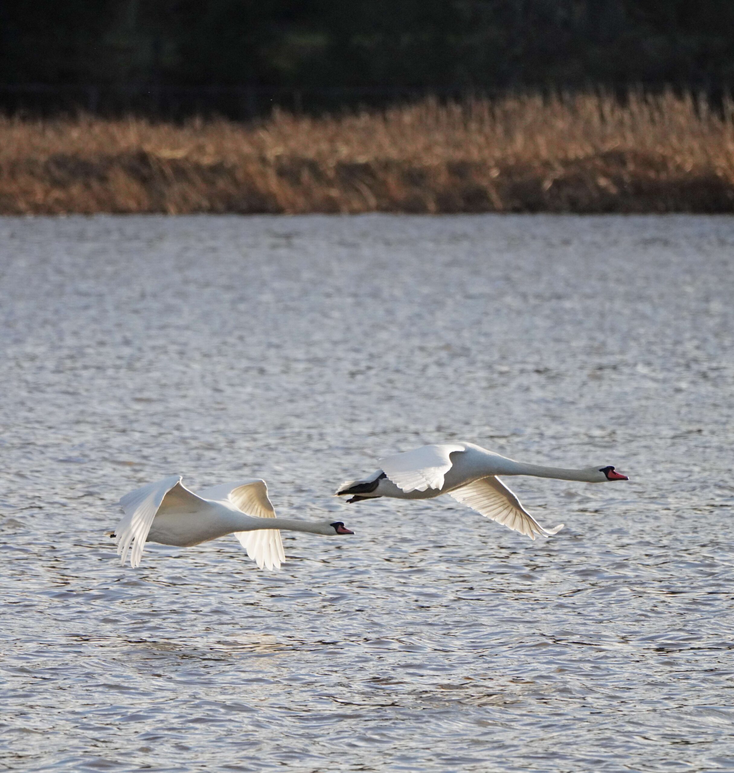 Mute Swans