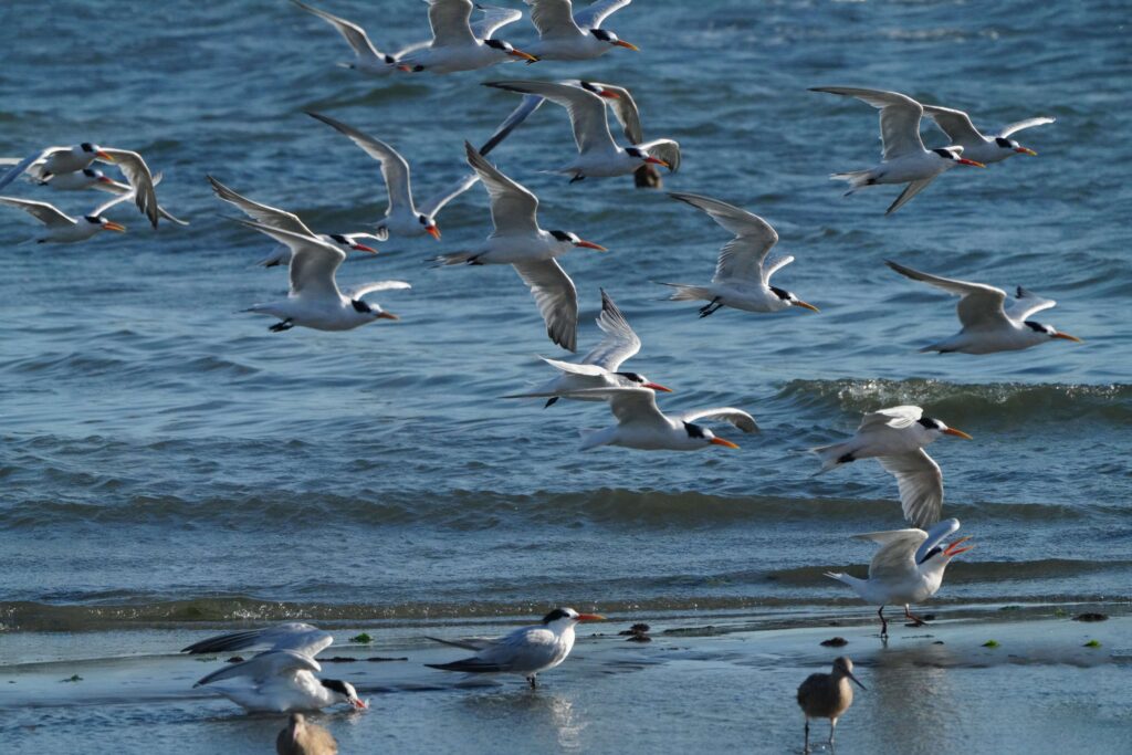 Migration 2
