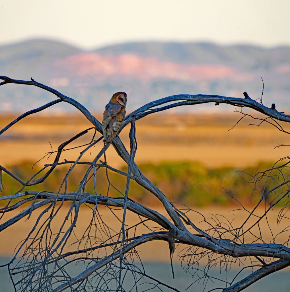 1A HH DSC01319 - Copy