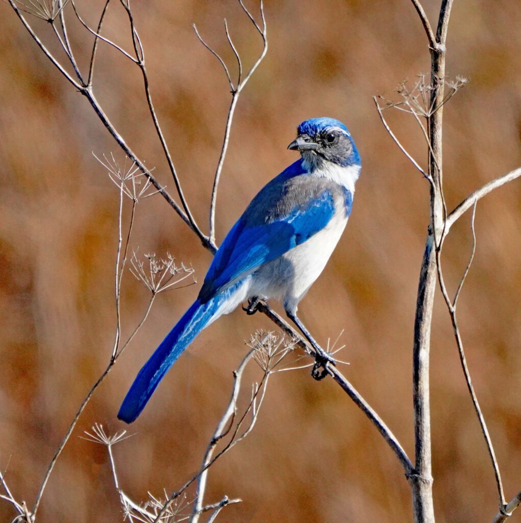 1a HH DSC00411 - Copy