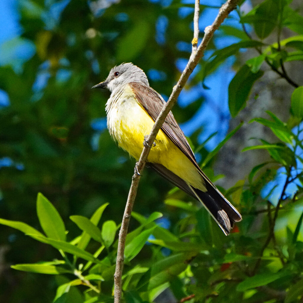 1a HH DSC07889